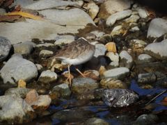 イカルチドリ　DSCN4169