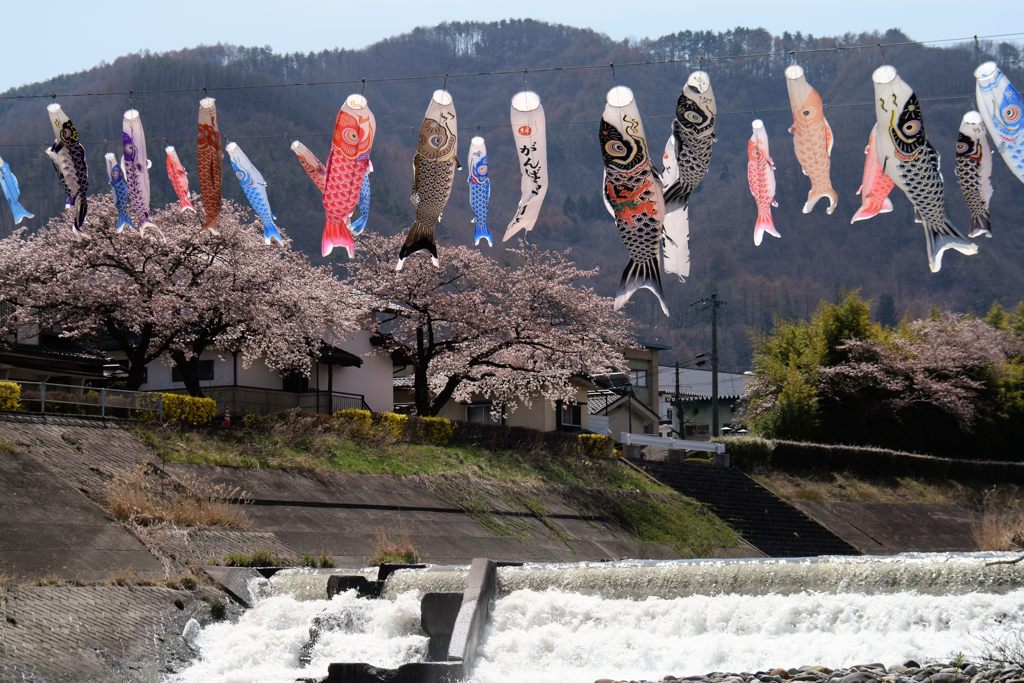 桜の次を目指して　　DSC_1401