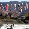 桜の次を目指して　　DSC_1401