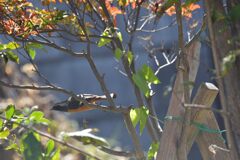 庭を飛ぶジョビ太　　DSC_9313