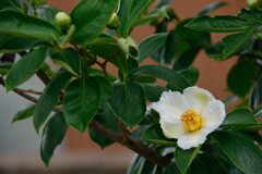 ナツツバキ　　DSC_7360