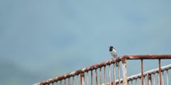 フェンス　　DSC_5356