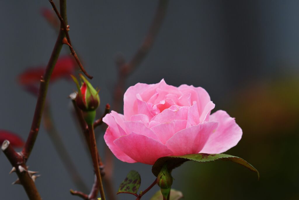 晩秋の彩　DSC_4396