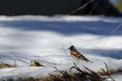 残雪に　DSC_5896