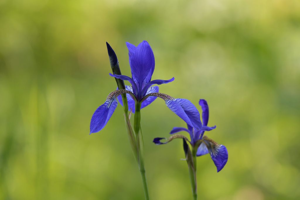 そっと花開いて　DSC_3634