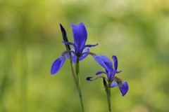 そっと花開いて　DSC_3634