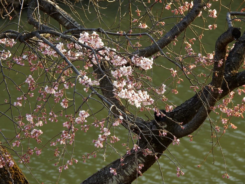 お堀の桜　DSCN7296