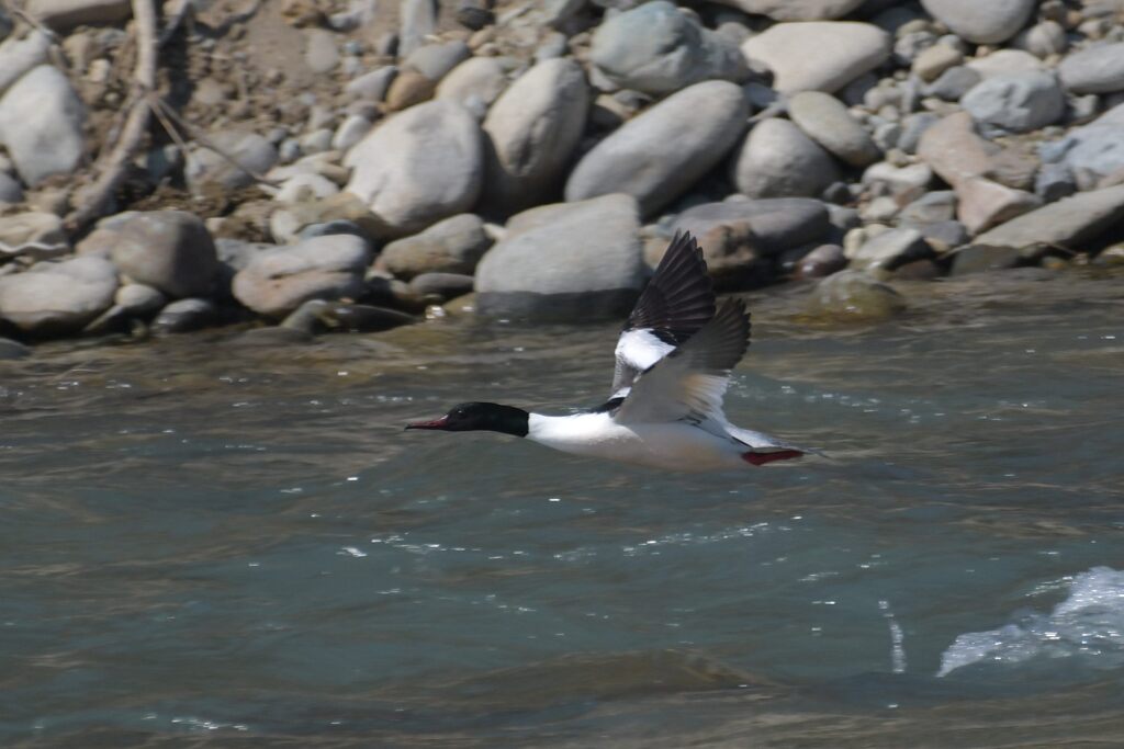 カワアイサの飛翔　　DSC_9516