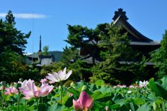 信濃国分寺ハス園　　DSC_7859