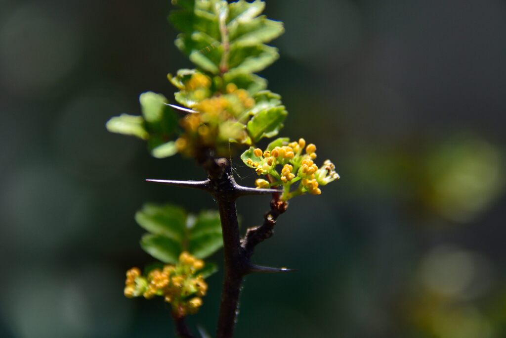 サンショウの花　　DSC_6634