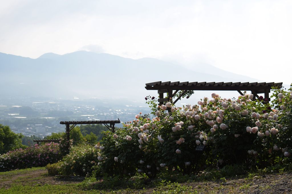 朝の香り　DSC_2233