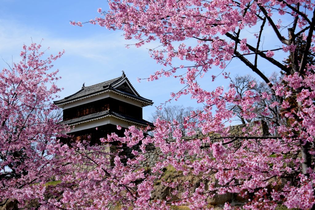 桜丸　　DSC_1049