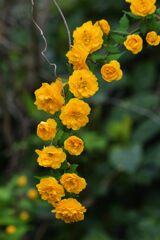 ヤマブキ　　DSC_2309