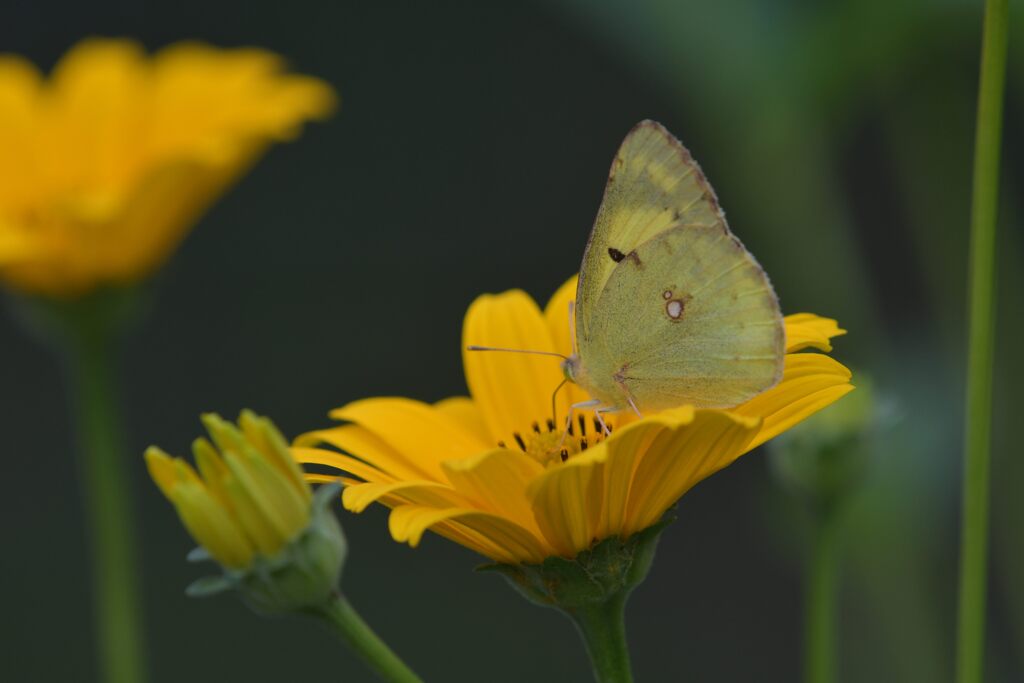 野の花にモンキチョウ　　DSC_9782