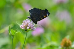 野の花にクジャクチョウ　　 DSC_4966