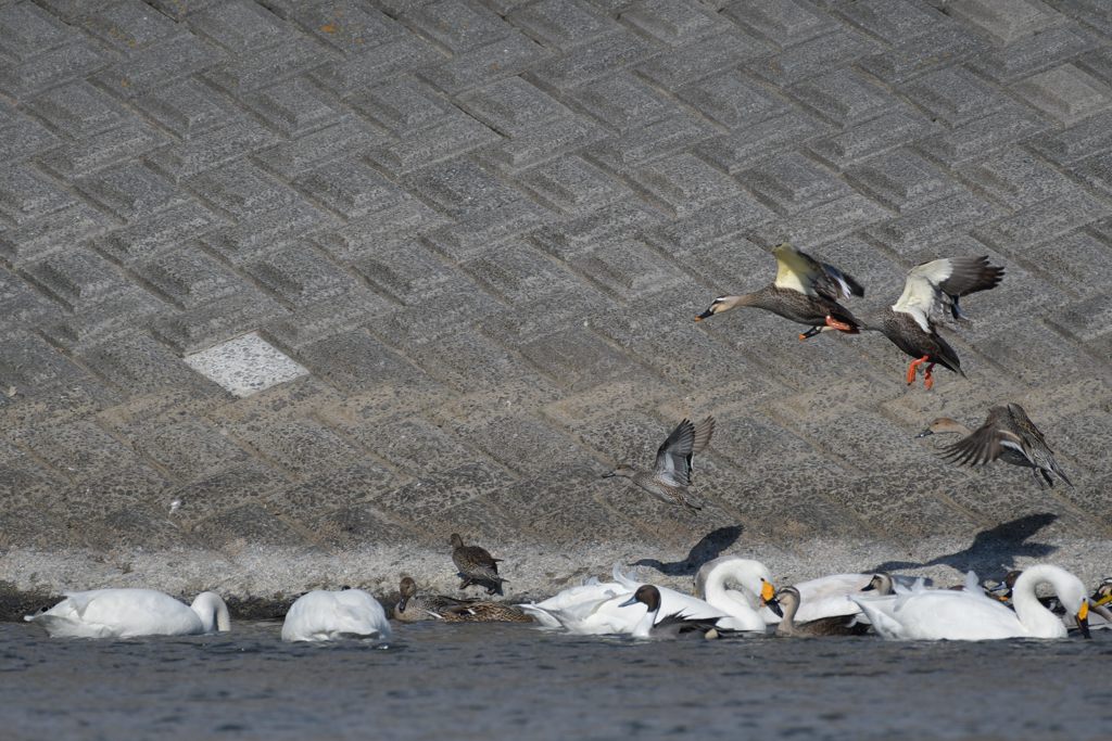 カルガモのジャンプ　DSC_6260