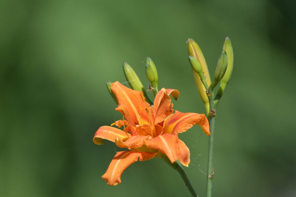 堤防の彩　　DSC_4876