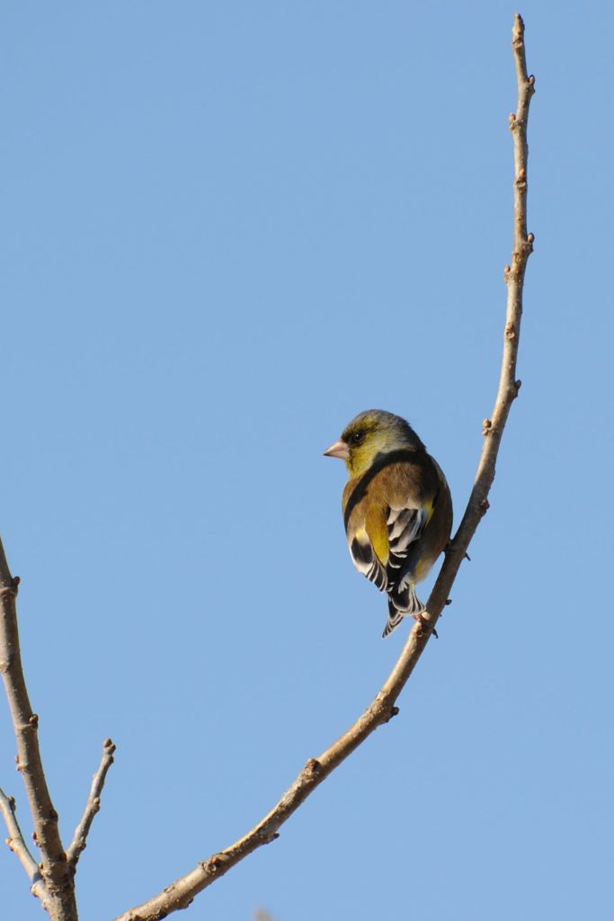 わいも見てや！　　　DSC_5035