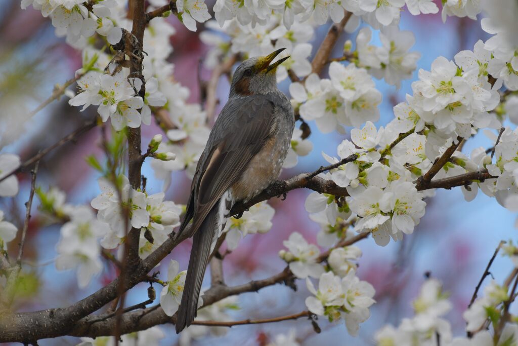 ヒヨドリ　　DSC_1927