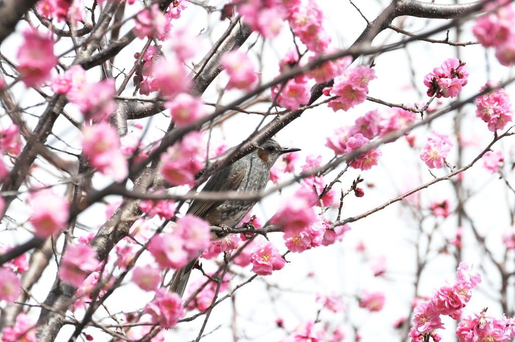 見張る　　DSC_1390