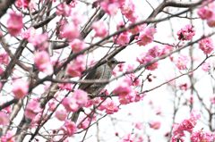 見張る　　DSC_1390