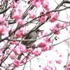 見張る　　DSC_1390