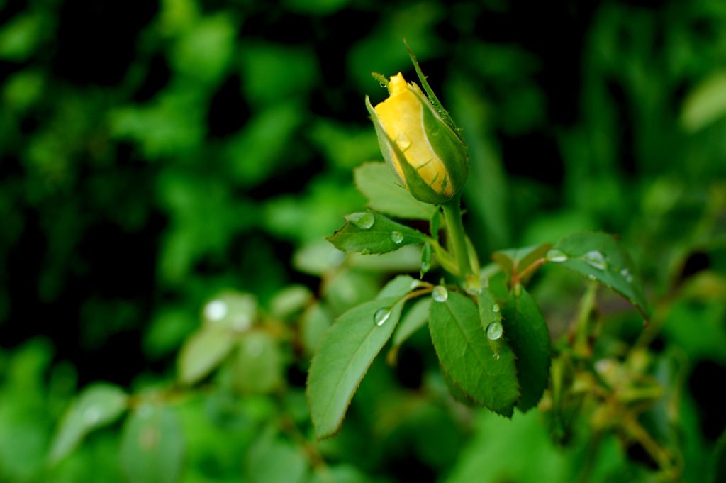 黄バラの蕾　　DSC_3249