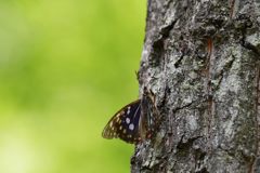 オオムラサキ観察会　６　DSC_5479
