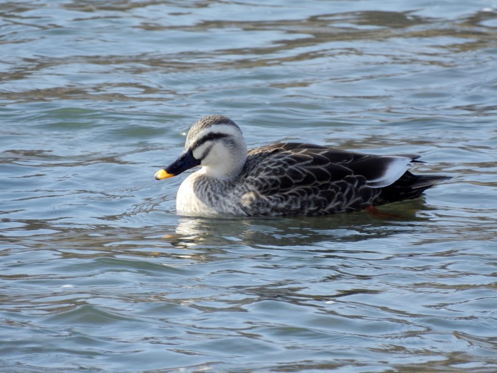 カルガモ　DSCN2284