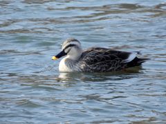 カルガモ　DSCN2284