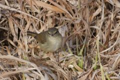 ウグイス　　DSC_3870