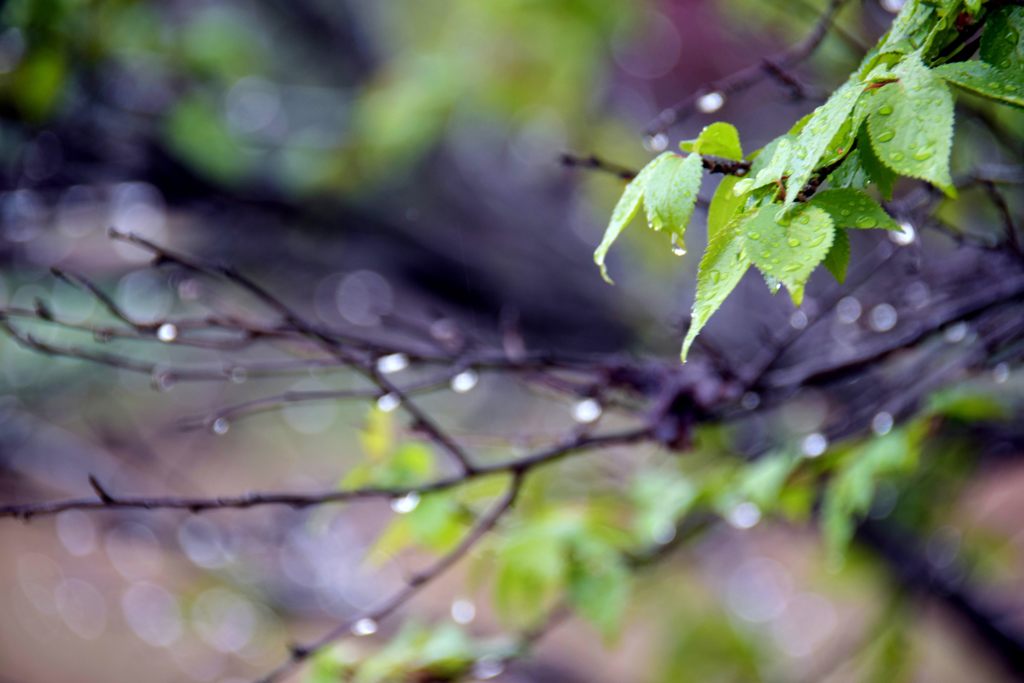 春の雨は・・・　DSC_1816