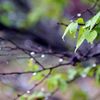 春の雨は・・・　DSC_1816