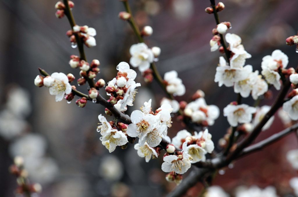 寒さにも負けず　　DSC_1018