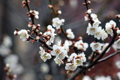 寒さにも負けず  DSC_1018 寒さにも負けず  DSC_1018