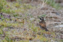 堤防のツグミ　DSC_8141