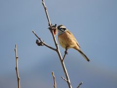 今朝の野鳥　２　DSCN4431