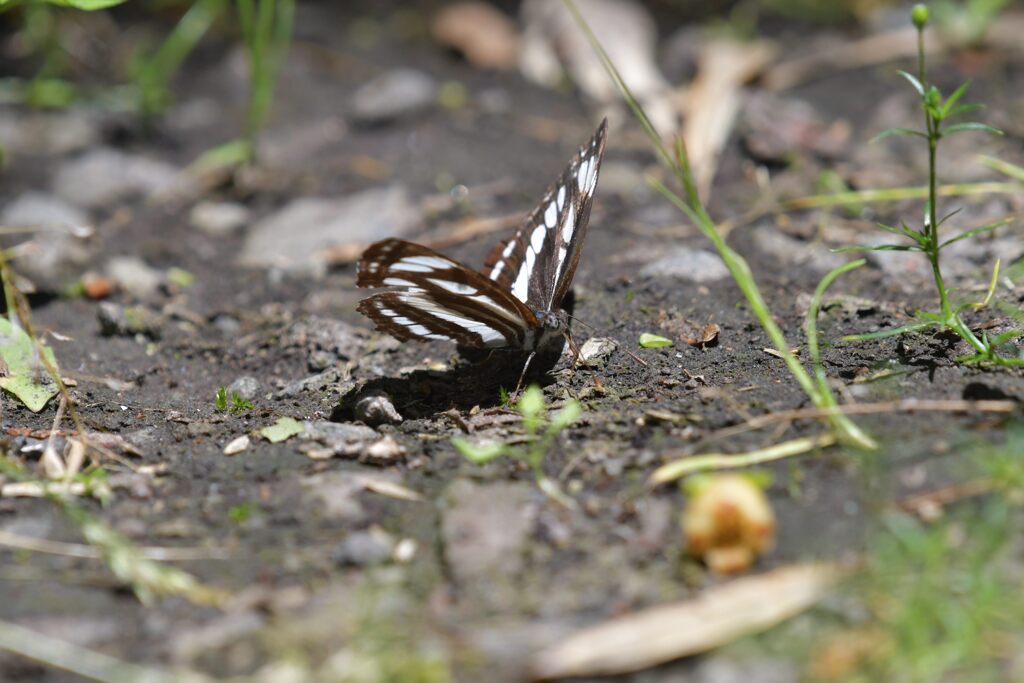 吸水？　　DSC_3793