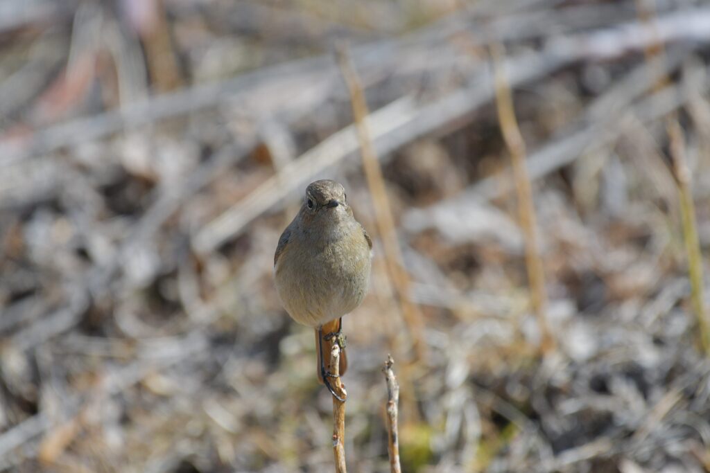 ご挨拶はまだ早いよ　　DSC_9194