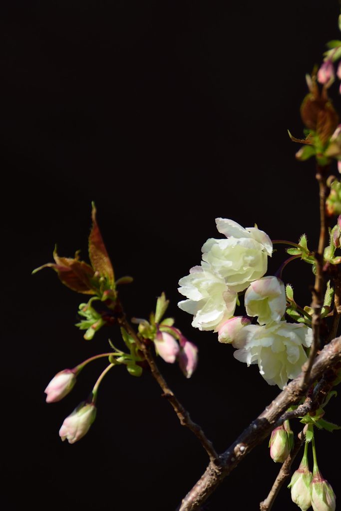 ウコンザクラ開花　DSC_4673