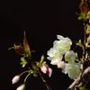 ウコンザクラ開花　DSC_4673