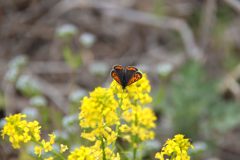 堤防のベニシジミ　DSC_1918