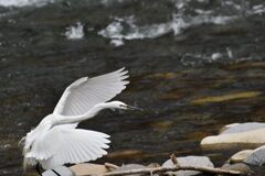 華麗に舞い降りるダイサギ　　　DSC_1784