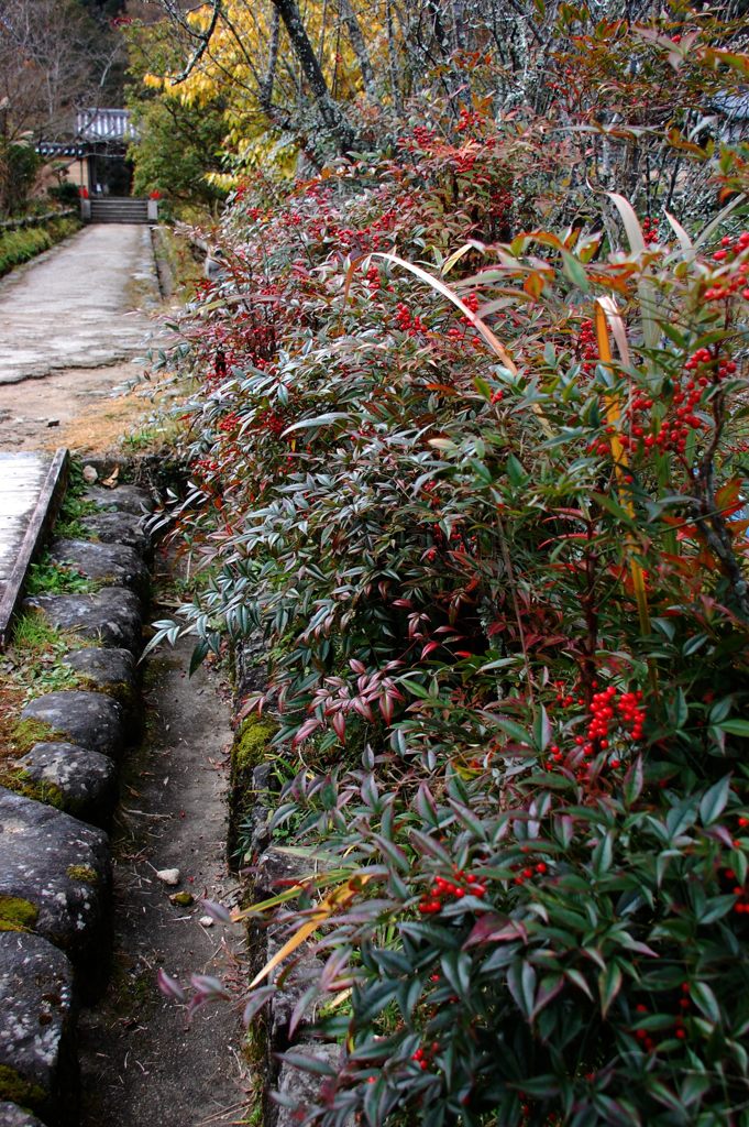 浄瑠璃寺山門前　　DSC_5820