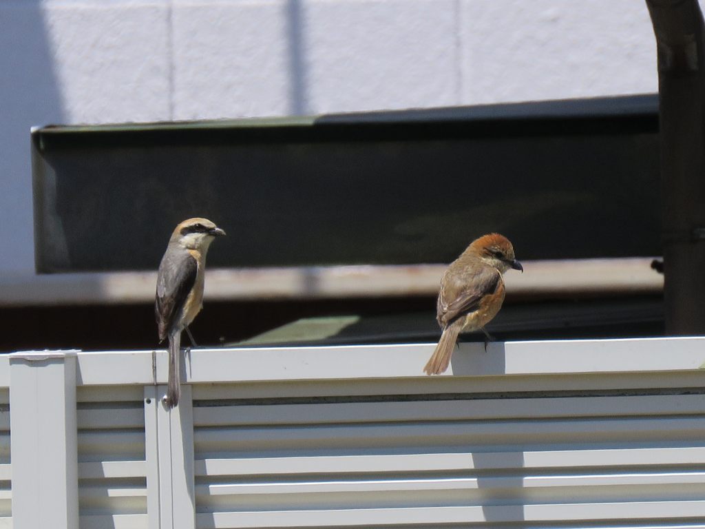 お説教　IMG_1134