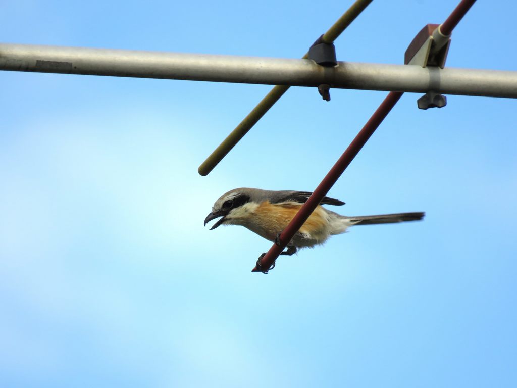 狙う　IMG_0139
