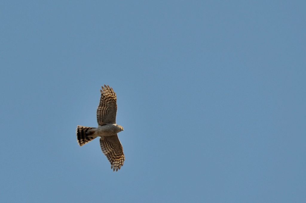 滑空　DSC_7300
