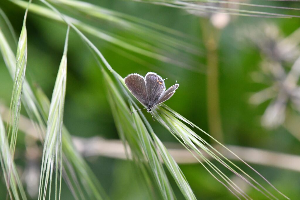 ツバメシジミ　　　DSC_1956