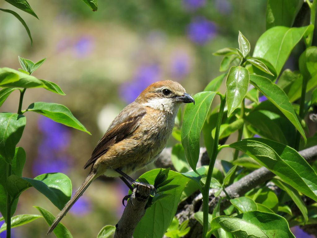 若鳥　IMG_1135