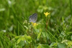 小さな花に小さな蝶　　DSC_2087